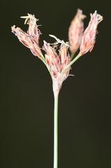 Bulbostylis hispidula