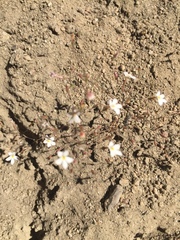 Nemacladus longiflorus