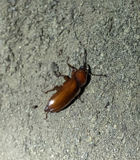 Parandra colombica