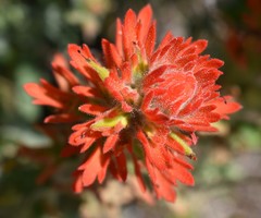 Castilleja pruinosa