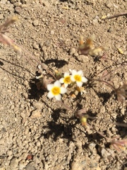 Leptosiphon lemmonii