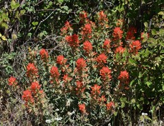 Castilleja pruinosa