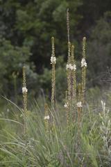 Chlorophytum transvaalense