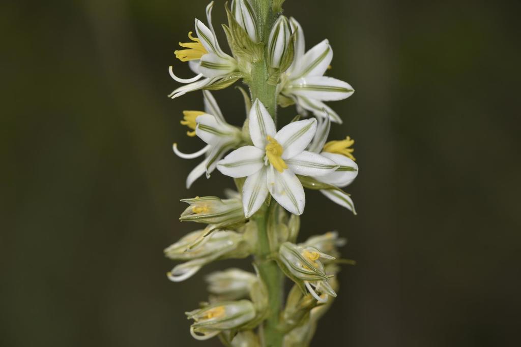 Spider plant