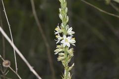 Chlorophytum transvaalense