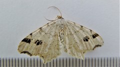 Macaria notata