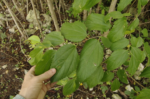 Almex (Celtis trinervia)