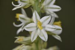Chlorophytum transvaalense
