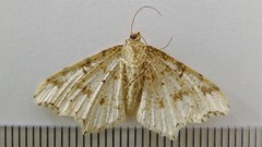 Macaria notata