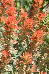 Castilleja pruinosa