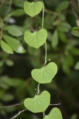 Cissampelos torulosa