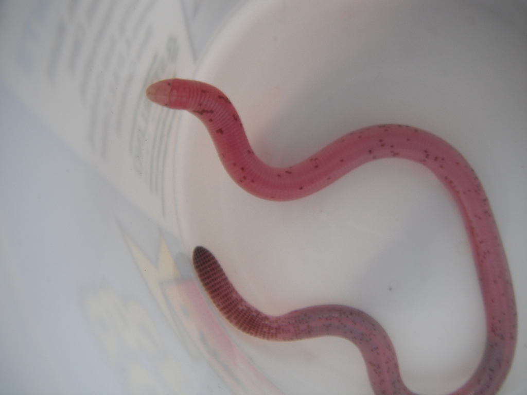 Stejneger's Worm Lizard