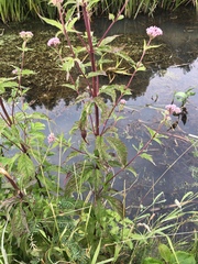 Eupatorium cannabinum