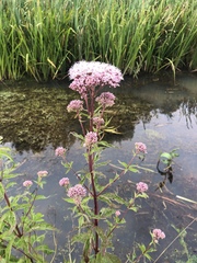 Eupatorium cannabinum