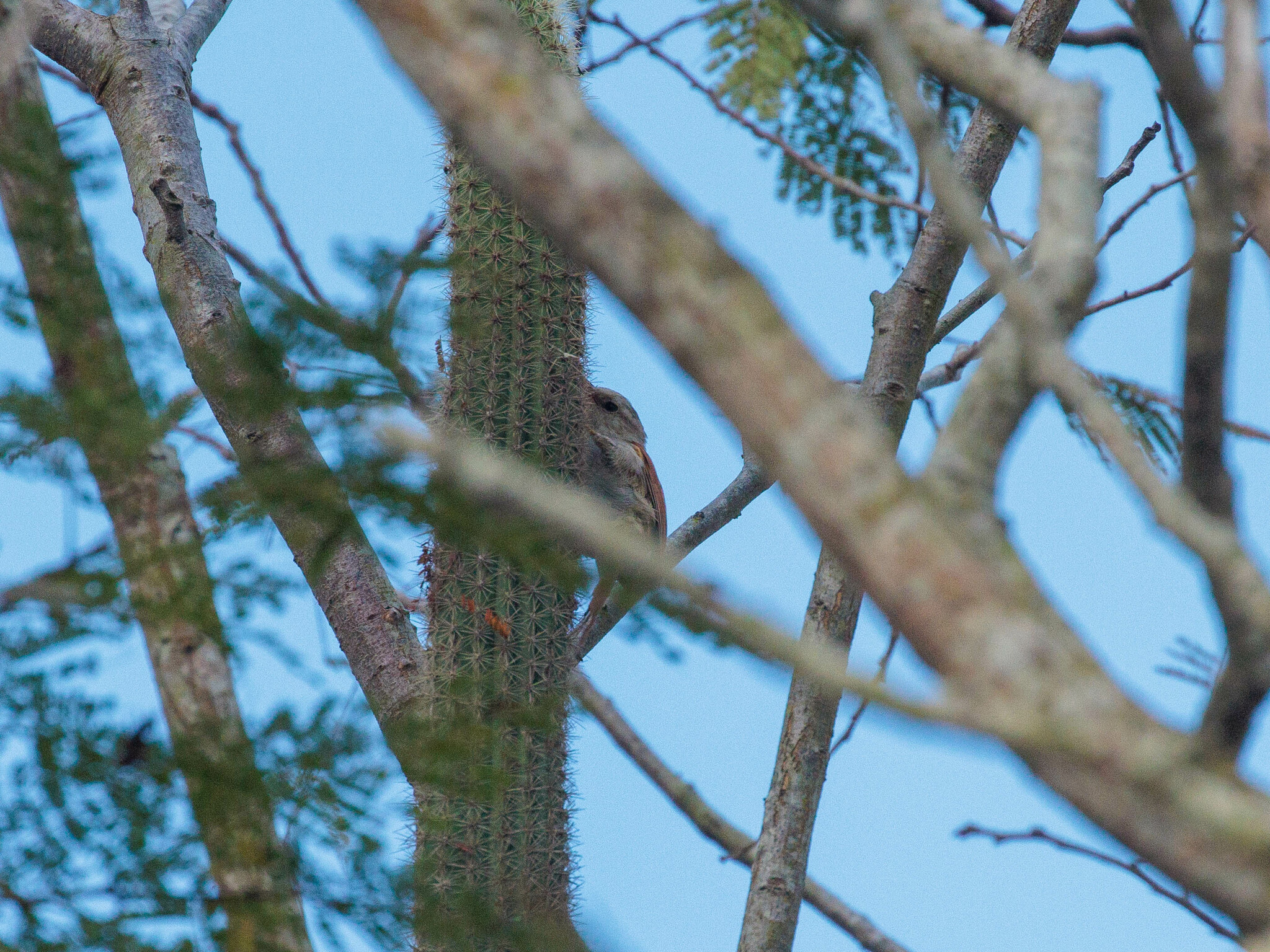 Grey-headed Spinetail (Cranioleuca semicinerea), photo 7