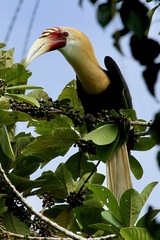 Blyth's Hornbill photo 4