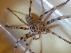 Eusparassus walckenaeri