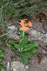 Crossandra greenstockii