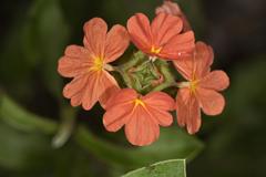 Crossandra greenstockii
