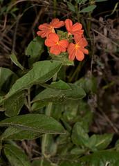 Crossandra greenstockii
