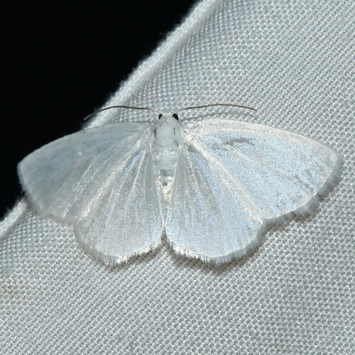 White Spring Moth photo 6