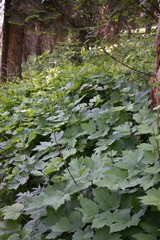 Actaea elata alpestris