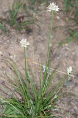 Cyperus niveus leucocephalus