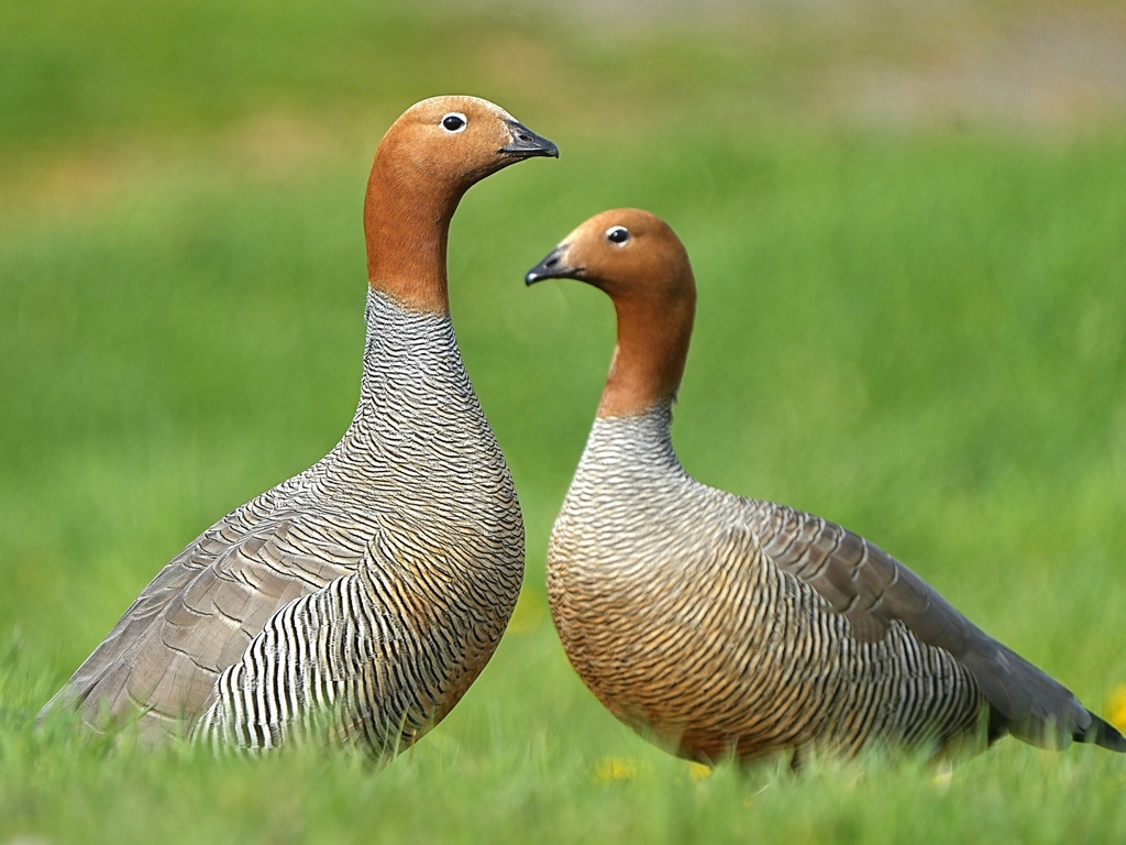 Ruddy-Headed Goose