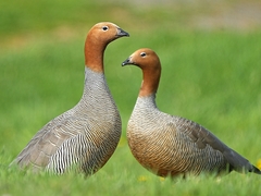 Ruddy-Headed Goose photo 1