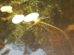 Nuphar variegata