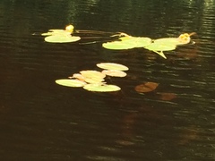 Nuphar variegata