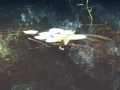 Nuphar variegata