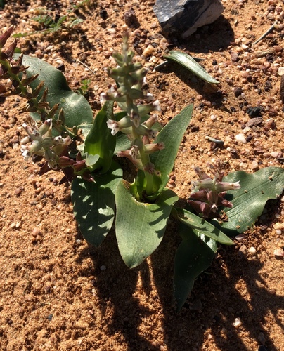 Lachenalia undulata