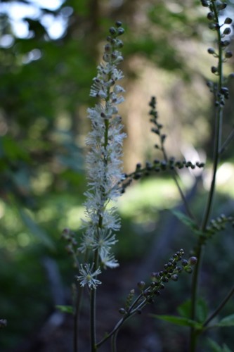 Image of Actaea elata by (c) Gail A Baker, some rights reserved (CC BY)