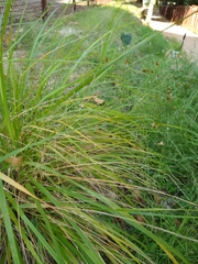 Eragrostis intermedia