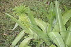 Eucomis autumnalis