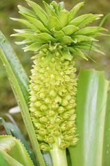 Eucomis autumnalis