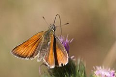Thymelicus sylvestris