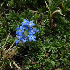 Eritrichium argenteum