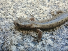 Hydromantes platycephalus