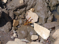 Polistes carnifex carnifex