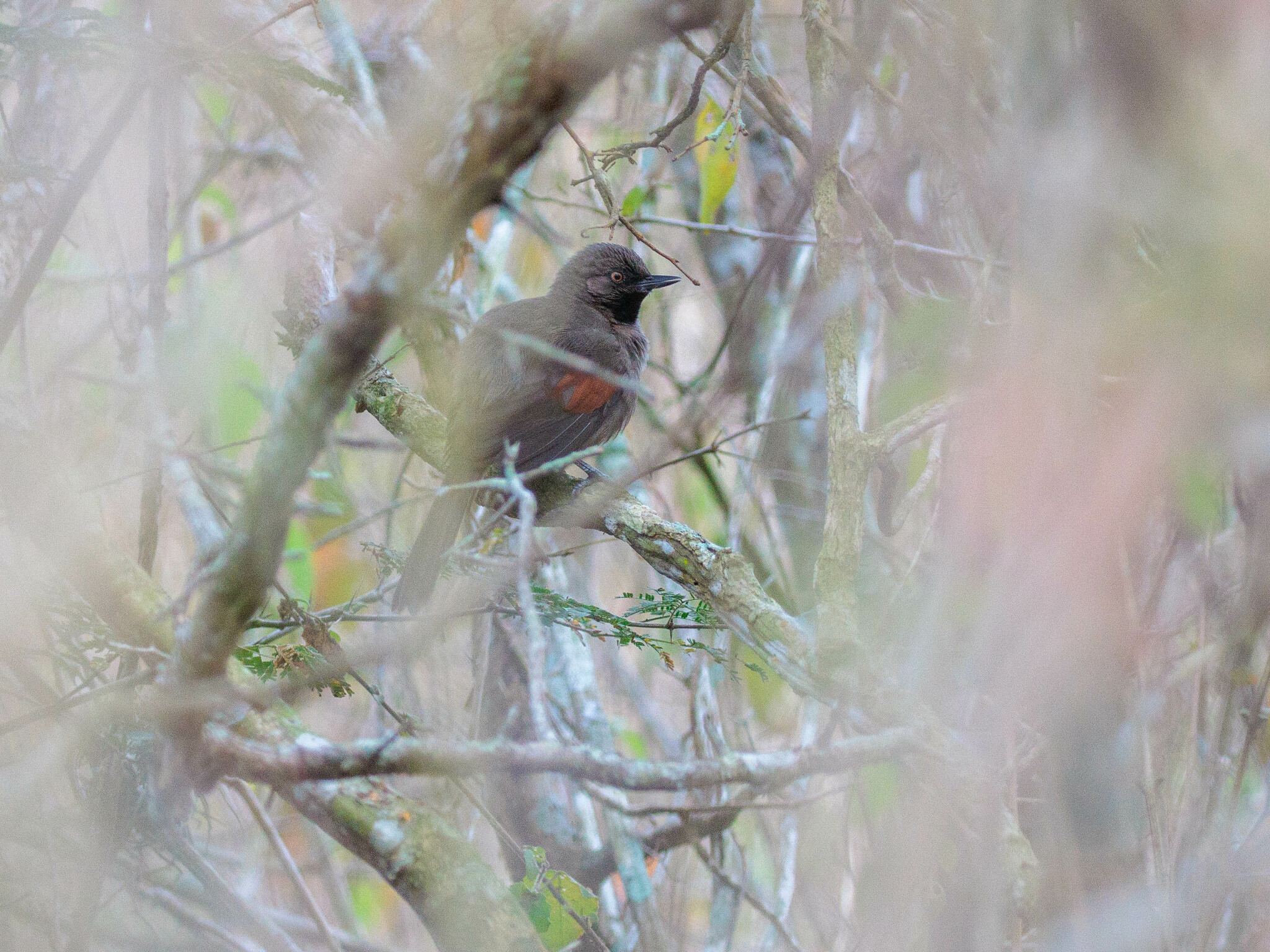 Red-shouldered Spinetail illustration