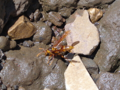 Polistes carnifex carnifex