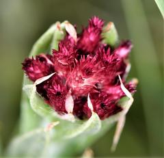 Helichrysum appendiculatum