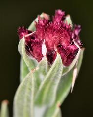 Helichrysum appendiculatum