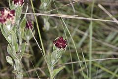 Helichrysum appendiculatum