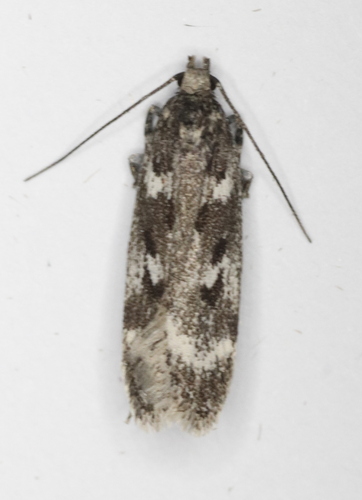 Chionodes sattleri