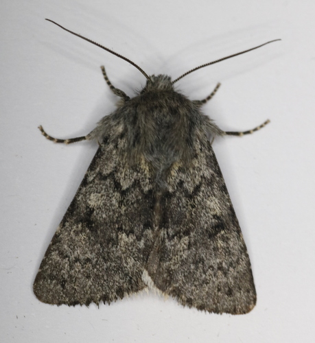 Lasionycta phoca