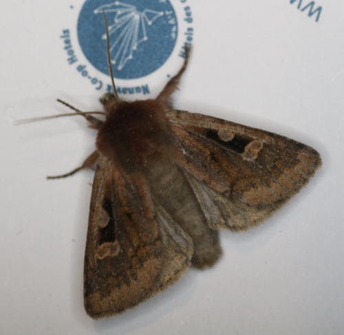 Xestia okakensis