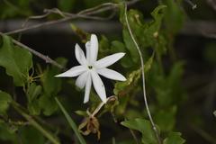Jasminum multipartitum